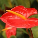 Bedeutung von Anthurium