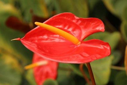 Bedeutung von Anthurium