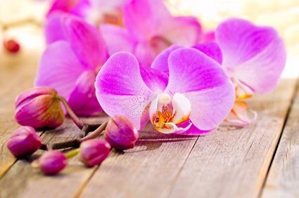 Bedeutung von Orchideen