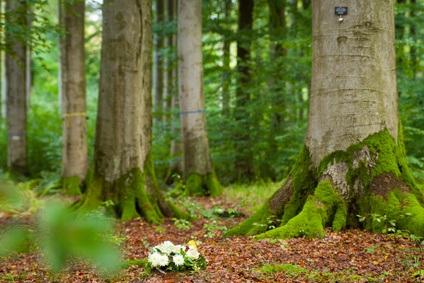 Begräbnis im Wald (Waldbestattung)